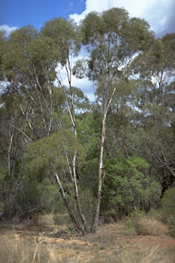 APII jpeg image of Eucalyptus viridis  © contact APII