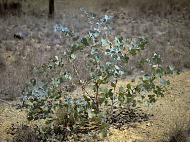 APII jpeg image of Eucalyptus melanophloia  © contact APII