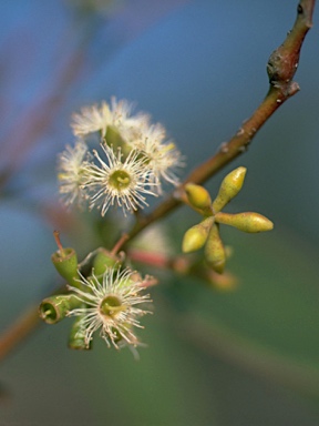 APII jpeg image of Eucalyptus microcarpa  © contact APII