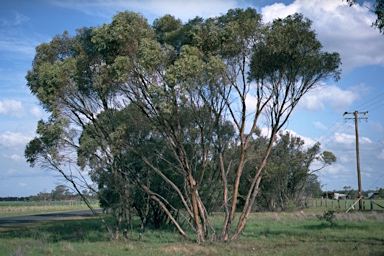 APII jpeg image of Eucalyptus dumosa  © contact APII