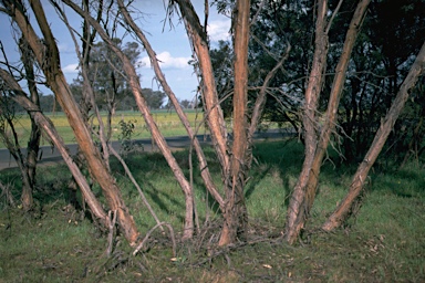 APII jpeg image of Eucalyptus dumosa  © contact APII