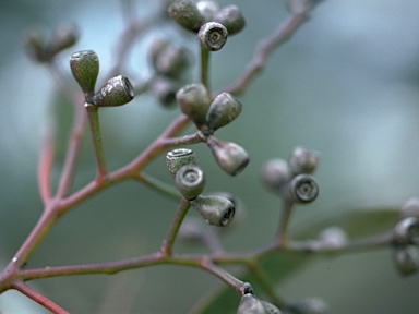 APII jpeg image of Eucalyptus behriana  © contact APII