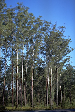 APII jpeg image of Eucalyptus pilularis  © contact APII