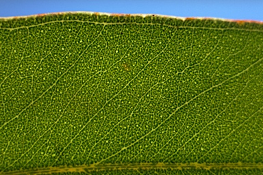 APII jpeg image of Eucalyptus punctata  © contact APII