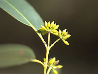 APII jpeg image of Eucalyptus eugenioides  © contact APII