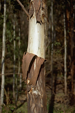 APII jpeg image of Eucalyptus amplifolia  © contact APII