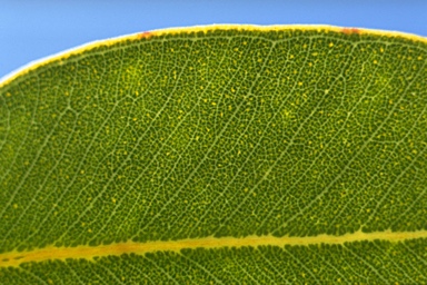 APII jpeg image of Eucalyptus pachycalyx subsp. waajensis  © contact APII