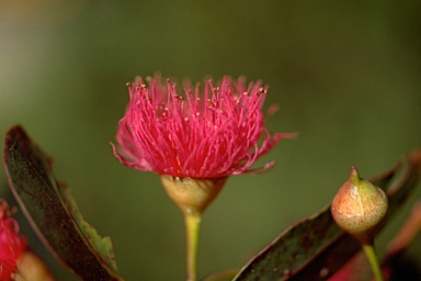 APII jpeg image of Eucalyptus leucoxylon  © contact APII