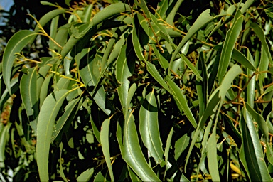 APII jpeg image of Eucalyptus marginata  © contact APII