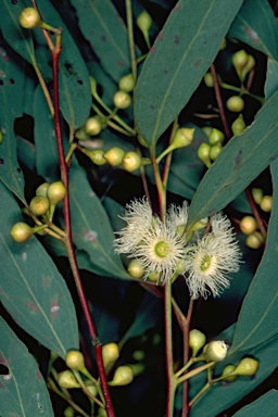 APII jpeg image of Eucalyptus melliodora  © contact APII