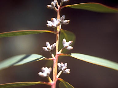 APII jpeg image of Eucalyptus sturgissiana  © contact APII