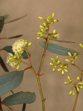 APII jpeg image of Eucalyptus largiflorens  © contact APII