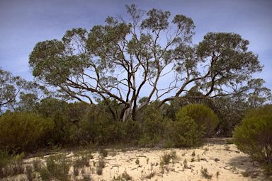 APII jpeg image of Eucalyptus arenacea  © contact APII