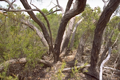 APII jpeg image of Eucalyptus arenacea  © contact APII