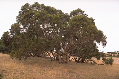 APII jpeg image of Eucalyptus fasciculosa  © contact APII