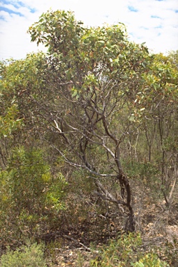 APII jpeg image of Eucalyptus conglobata subsp. conglobataa  © contact APII