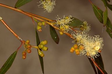 APII jpeg image of Eucalyptus brachycalyx  © contact APII