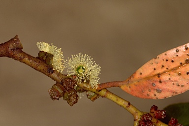 APII jpeg image of Eucalyptus serraensis  © contact APII