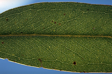 APII jpeg image of Eucalyptus leucoxylon subsp. megalocarpa  © contact APII