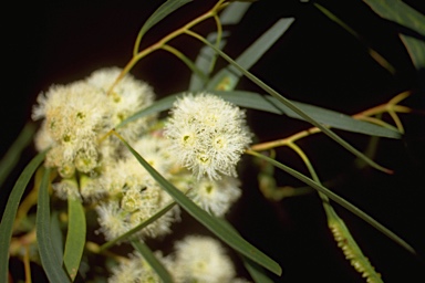 APII jpeg image of Eucalyptus amygdalina  © contact APII