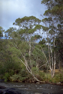 APII jpeg image of Eucalyptus pulchella  © contact APII