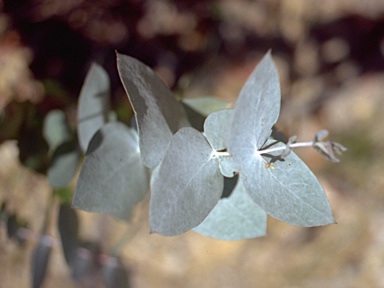 APII jpeg image of Eucalyptus tenuiramis  © contact APII