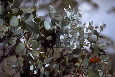 APII jpeg image of Eucalyptus urnigera  © contact APII