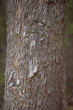 APII jpeg image of Eucalyptus brookeriana  © contact APII