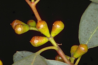 APII jpeg image of Eucalyptus gunnii  © contact APII