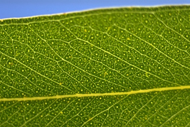 APII jpeg image of Eucalyptus benthamii  © contact APII