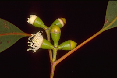 APII jpeg image of Eucalyptus dalrympleana  © contact APII