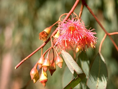 APII jpeg image of Eucalyptus sideroxylon  © contact APII