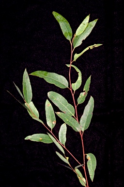 APII jpeg image of Eucalyptus propinqua  © contact APII