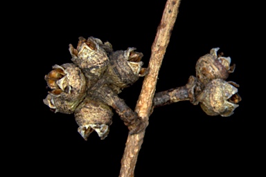 APII jpeg image of Eucalyptus amplifolia subsp. sessiliflora  © contact APII