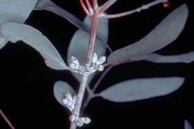 APII jpeg image of Eucalyptus cinerea subsp. triplex  © contact APII