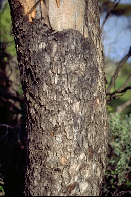 APII jpeg image of Eucalyptus gracilis  © contact APII