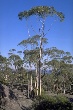 APII jpeg image of Eucalyptus triflora  © contact APII