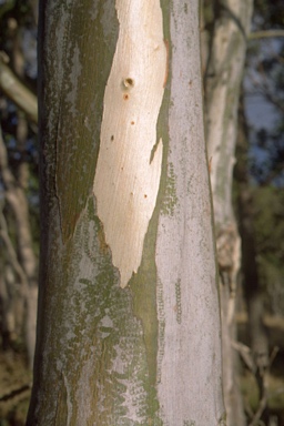 APII jpeg image of Eucalyptus amplifolia subsp. sessiliflora  © contact APII