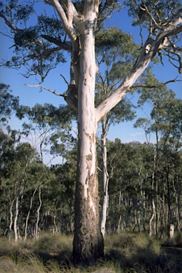 APII jpeg image of Eucalyptus polyanthemos subsp. polyanthemos  © contact APII