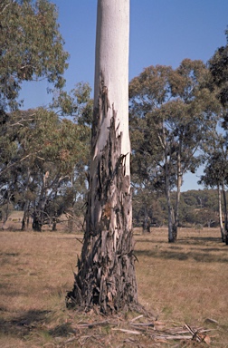 APII jpeg image of Eucalyptus rubida subsp. barbigerorum  © contact APII