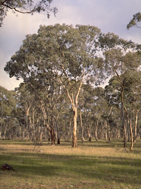 APII jpeg image of Eucalyptus leucoxylon subsp. pruinosa  © contact APII