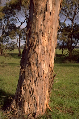 APII jpeg image of Eucalyptus leucoxylon subsp. leucoxylon  © contact APII