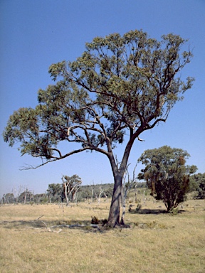 APII jpeg image of Eucalyptus youmanii  © contact APII