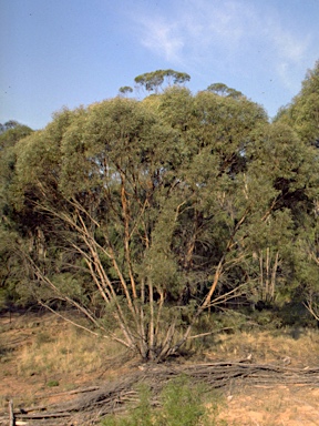 APII jpeg image of Eucalyptus bakeri  © contact APII