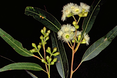 APII jpeg image of Eucalyptus paniculata  © contact APII