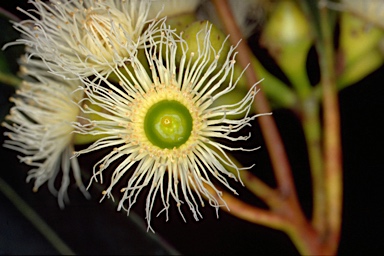 APII jpeg image of Eucalyptus paniculata  © contact APII