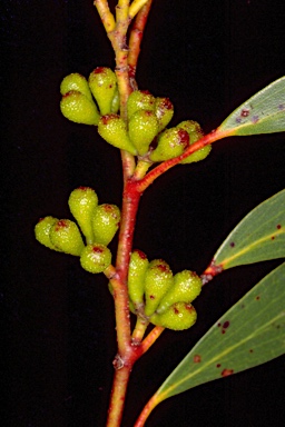 APII jpeg image of Eucalyptus pauciflora subsp. acerina  © contact APII