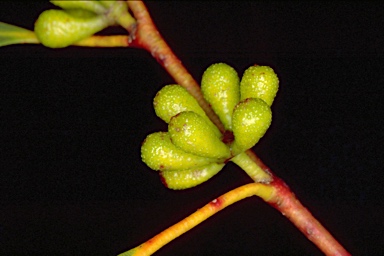 APII jpeg image of Eucalyptus pauciflora subsp. acerina  © contact APII