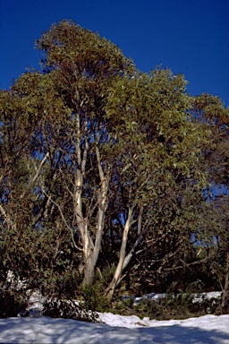 APII jpeg image of Eucalyptus pauciflora subsp. hedraia  © contact APII