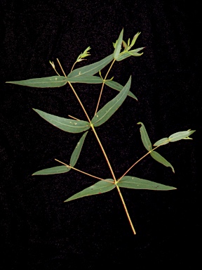 APII jpeg image of Eucalyptus radiata subsp. radiata  © contact APII